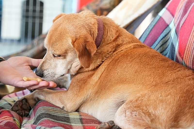 Programa de Voluntariado do Centro de Recolha Oficial de Animais