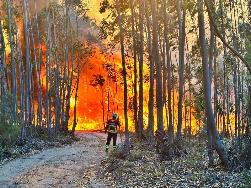 M�dio Tejo prepara resposta eficaz para �poca de inc�ndios rurai...