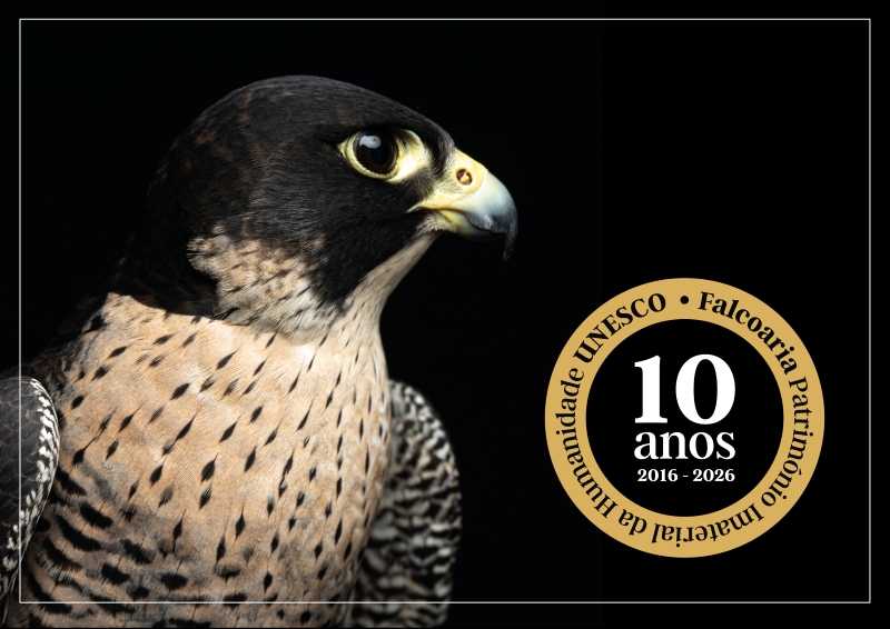 Falcoaria na Rota dos Museus