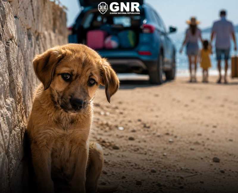 F�rias de ver�o concentram quase 40% dos abandonos de animais